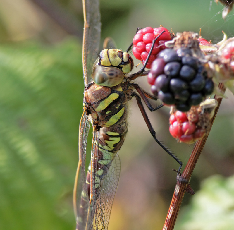 Common Hawker 1